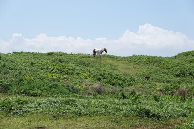 Jeju 5